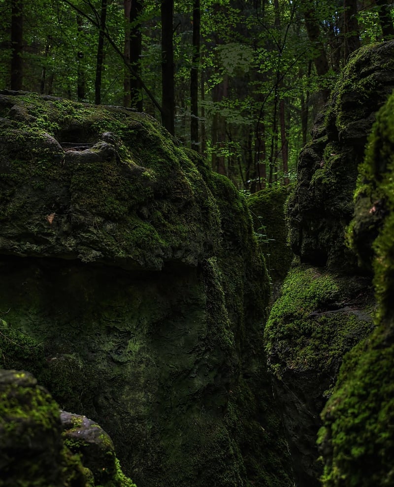 Fairytale Grove