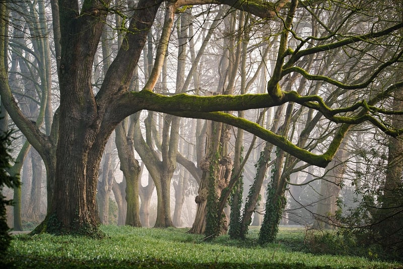 Fairy Ring Clearing