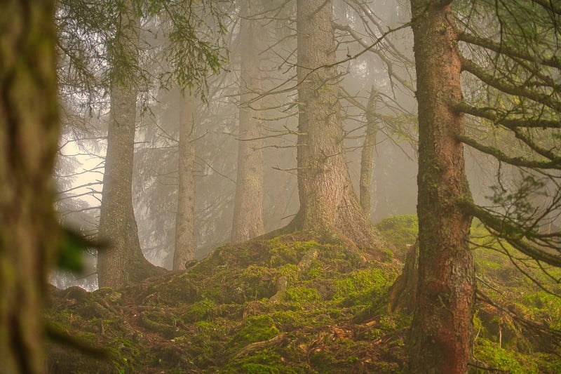 Fairytale Grove