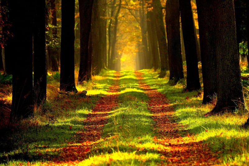Enchanted Grove